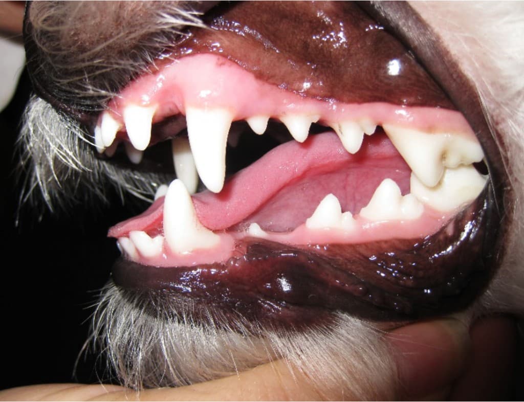 Abb.1 Gesunde Mukosa bei einem Hund mit unpimentierter Gingiva und pigmentierter alveolärer Mukosa, getrennt durch die Muko-Gingival-Linie