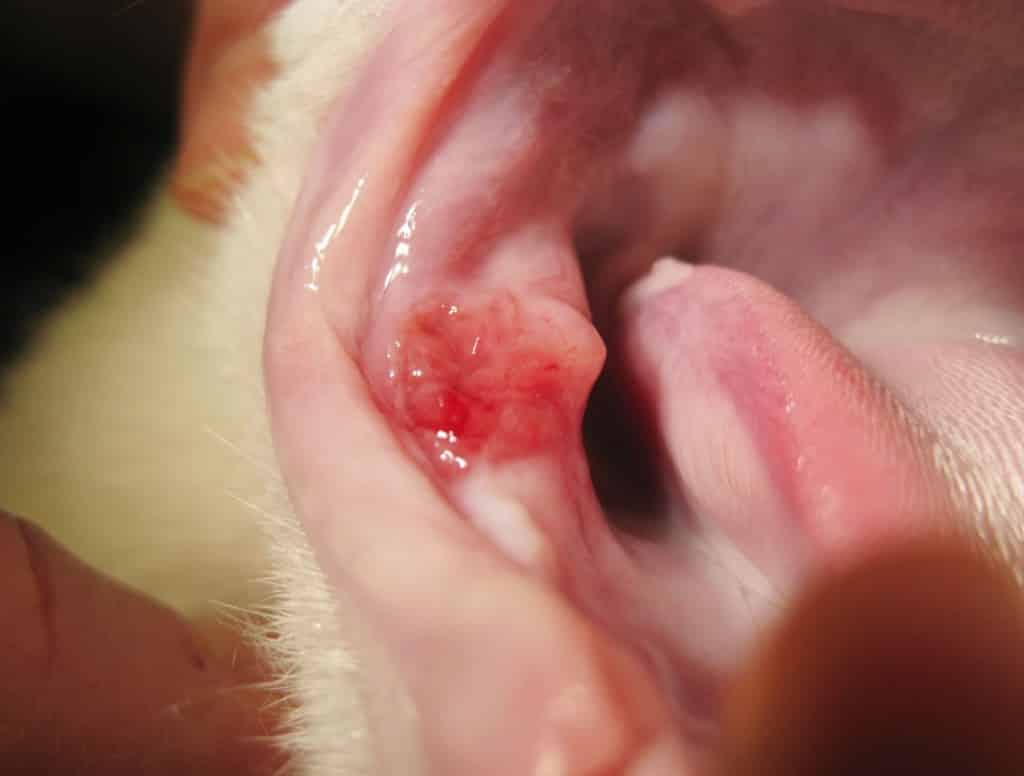 Abb.7 Eosinophile Mukositis ( Granulom) bei einer Katze im rechten Kieferwinkel