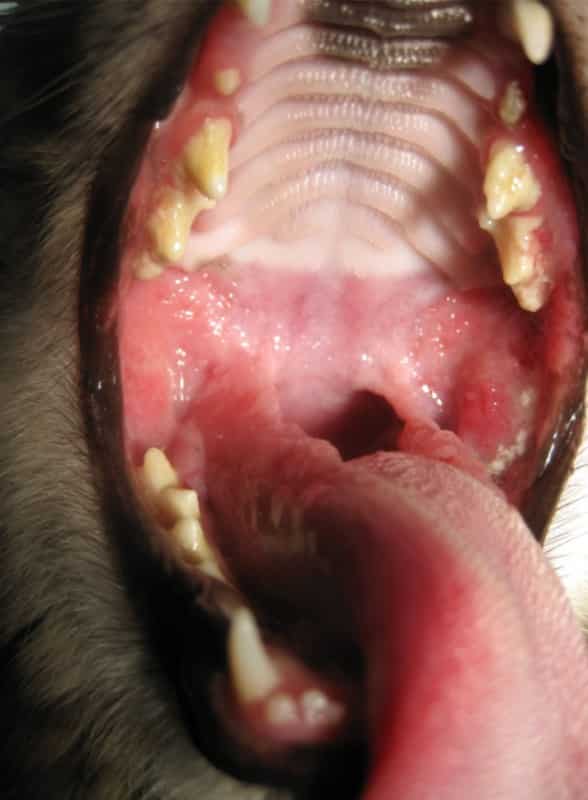 Abb.8 Chronische Gingivo-Parodonto-Stomatitis der Katze