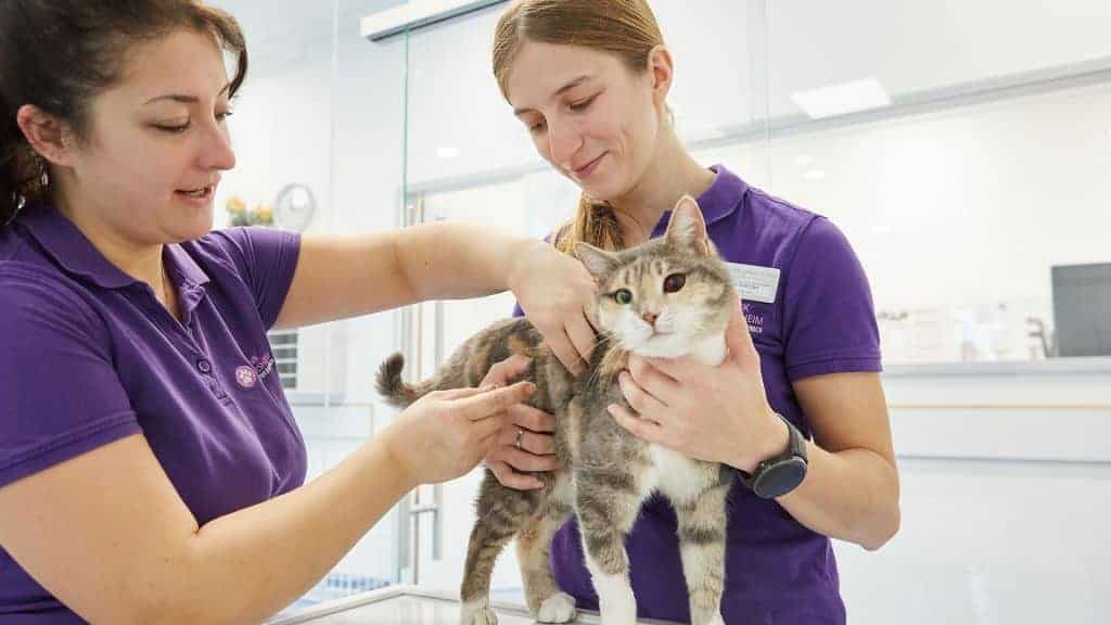 Ausbildung Zur Tiermedizinischen Fachangestellten Gehalt tierklinik-ger.de
