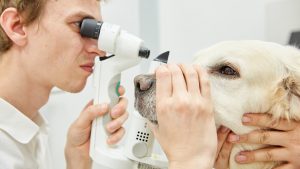 Tierarzt untersucht Hundeauge