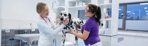 Tierärztin und TFA untersuchen älteren Dalmatiner
